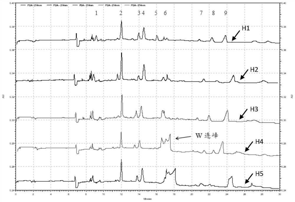 Method for identifying fruiting phenotype of Ooospore oudemansiella radicata based on efficient capillary electrophoresis