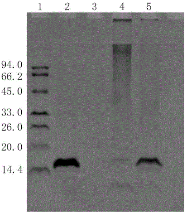 6-O-N-trimethyl chitosan chloride-SOD (superoxide dismutase) modifier and preparation thereof