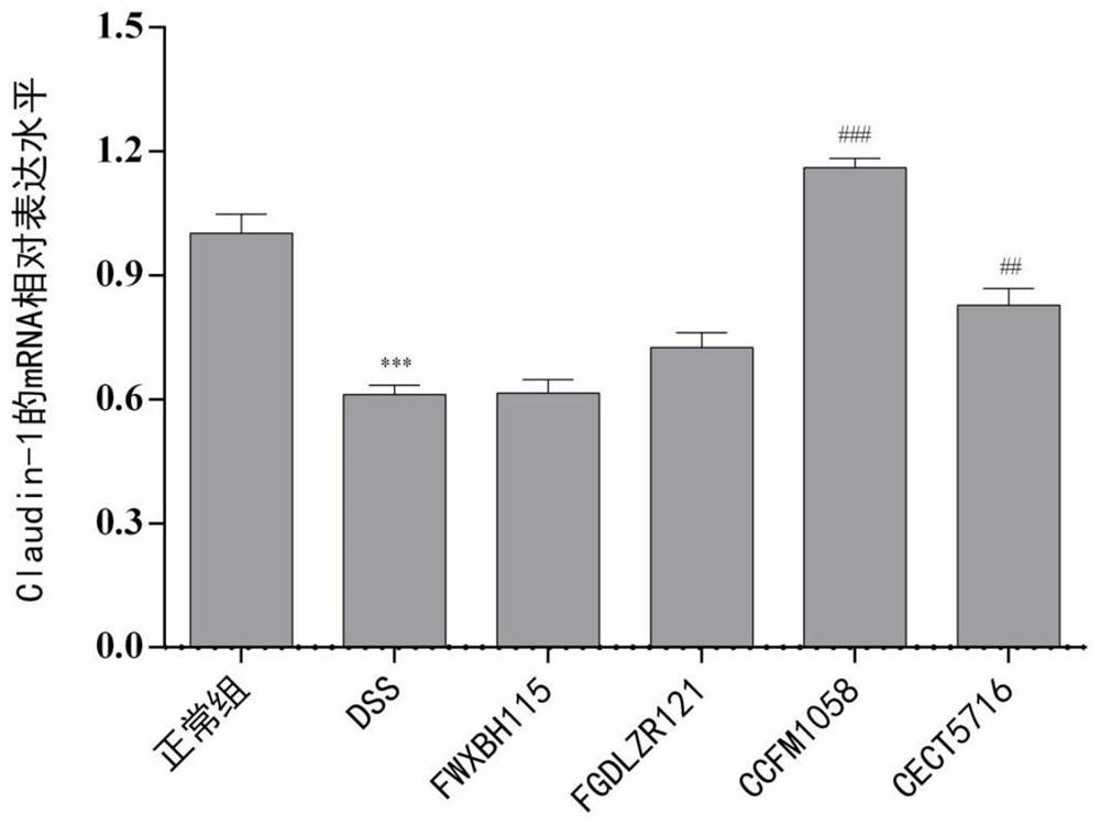 A strain of Lactobacillus fermentum capable of regulating intestinal tight junction proteins and its application