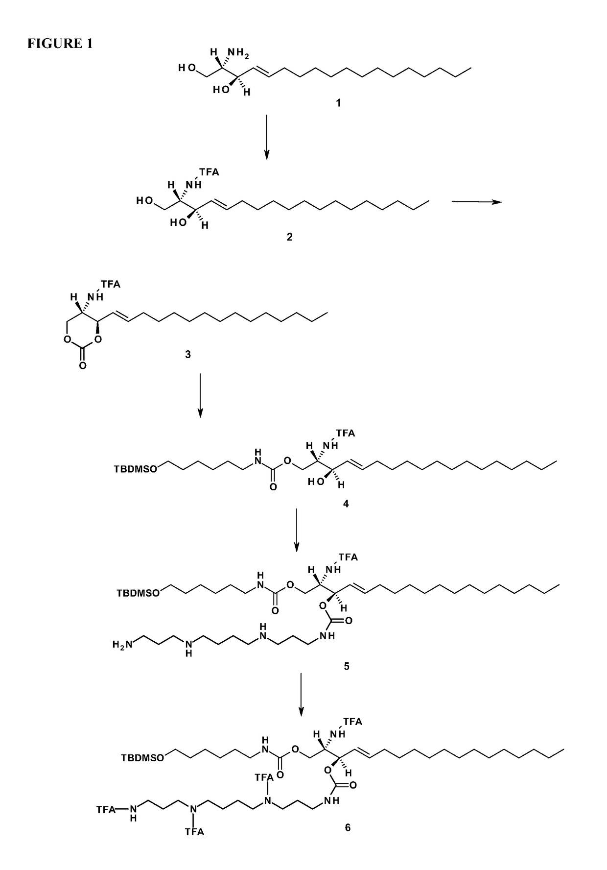 Sphingolipid-polyalkylamine-oligonucleotide compounds