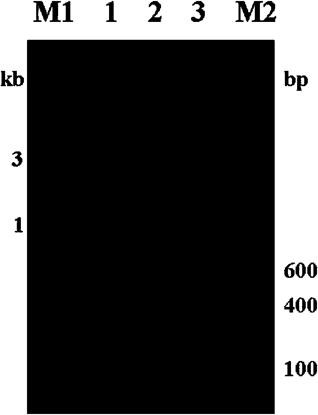 Tat PTD-Endostatin recombination protein, preparation method and application thereof