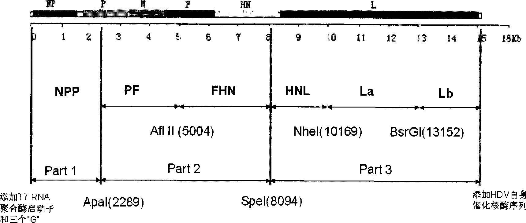 Tumor targeting recombinant newcastle disease viruses and construction method thereof