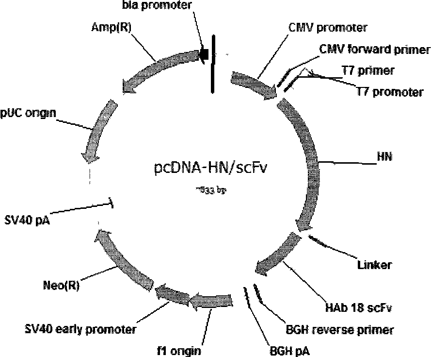 Tumor targeting recombinant newcastle disease viruses and construction method thereof