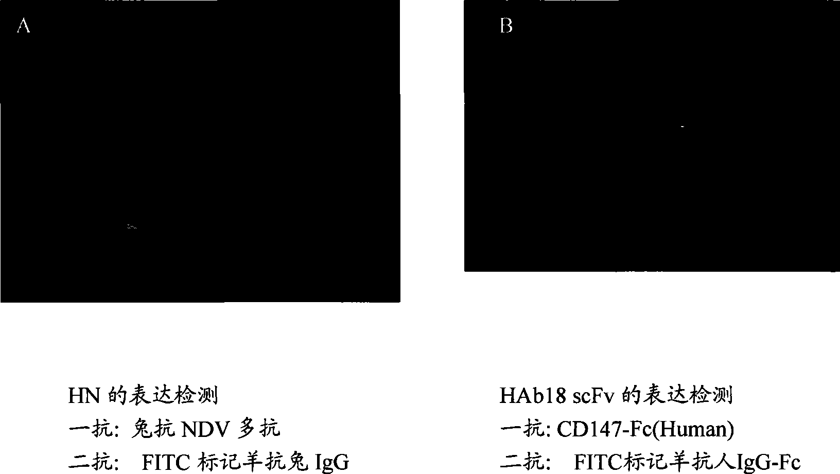 Tumor targeting recombinant newcastle disease viruses and construction method thereof