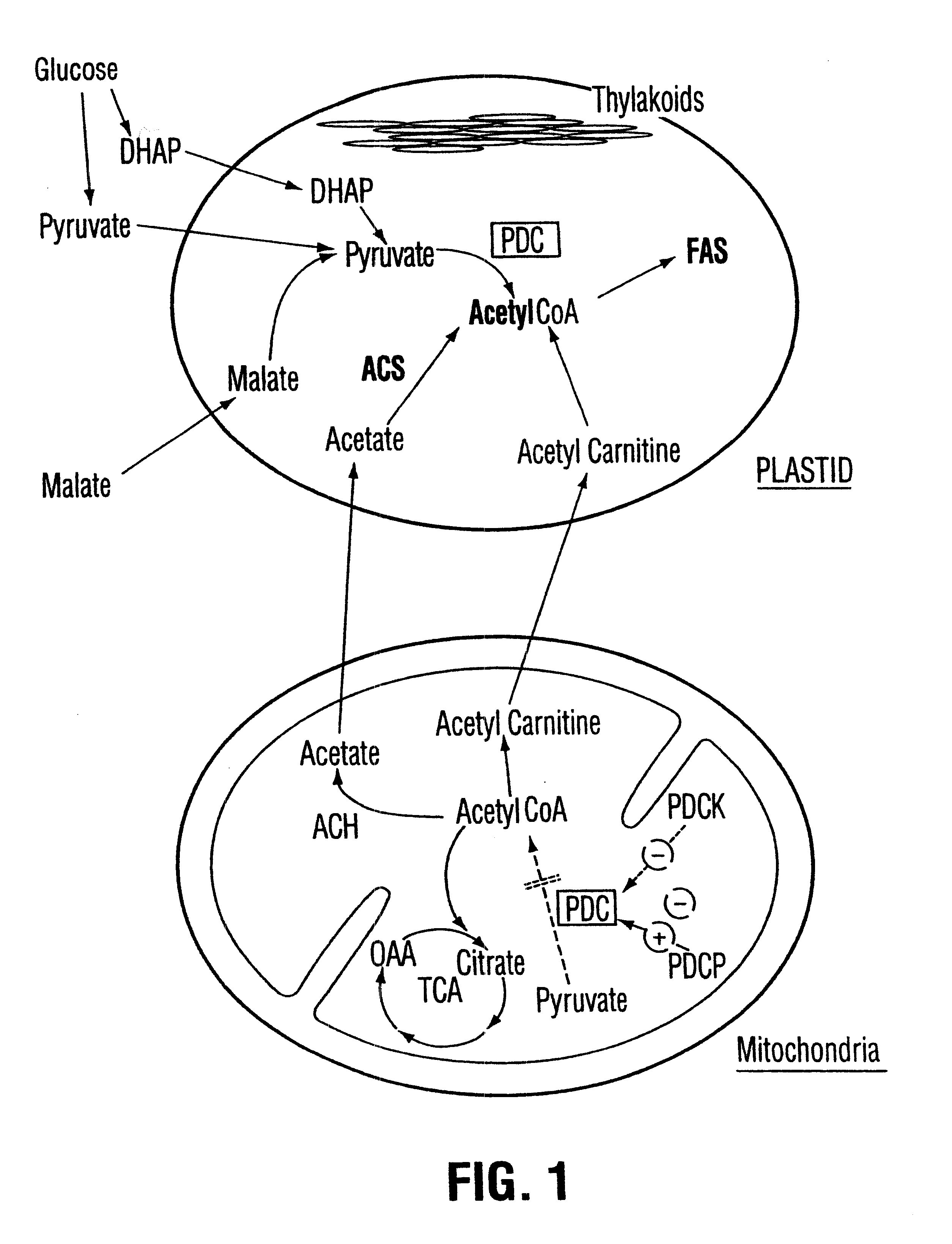 Plant pyruvate dehydrogenase kinase gene