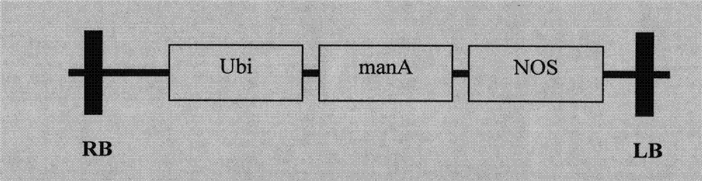 Method for improving sugarcane genetic transformation efficiency by taking mannose as screening agent