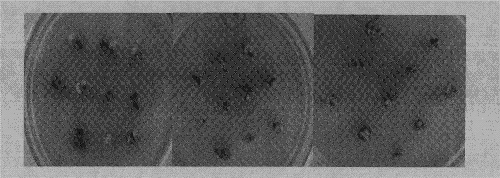 Method for improving sugarcane genetic transformation efficiency by taking mannose as screening agent