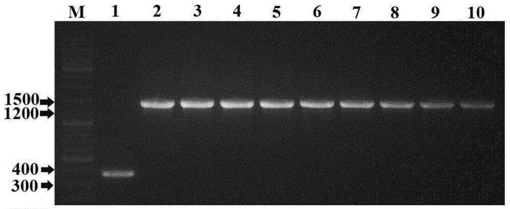 Omega-3 desaturase from Phytophthora nicotianae, vector containing desaturase, recombinant microorganism and their application