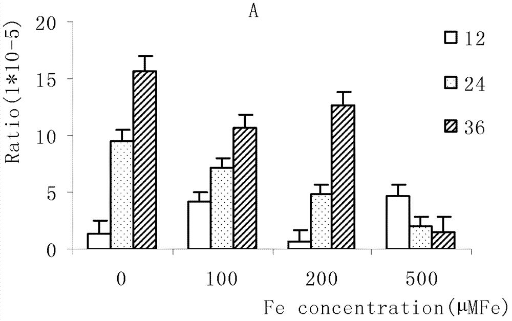 Chorispora bungeana ferroportin gene CbIRT and amino acid sequence of encoding product of Chorispora bungeana ferroportin gene CbIRT