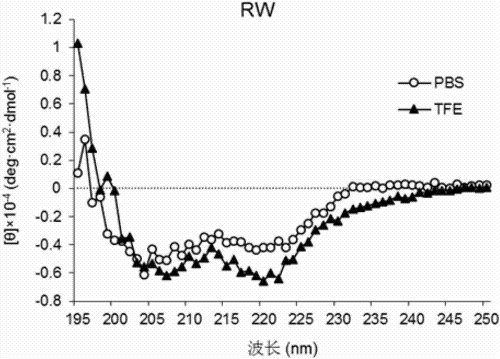 Antibacterial peptide RW-P and preparation method and application thereof