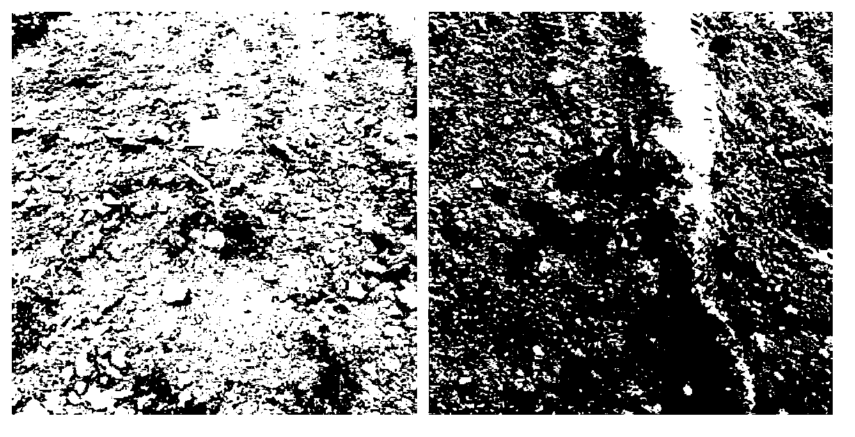 Acetolactic acid synthetase mutants and application thereof