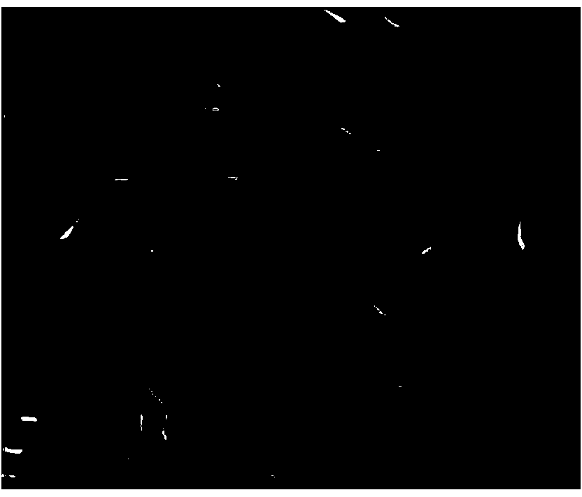 Clostridium beijerinckii for hydrogen generation via fermentation as well as fermentation method and application of clostridium beijerinckii