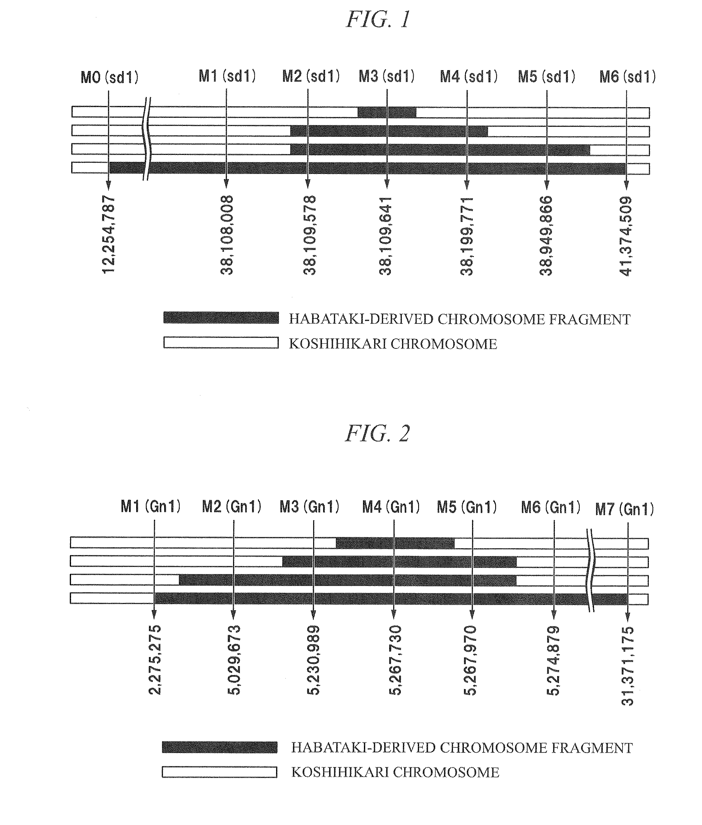 Method for producing rice f1 seed, rice f1 seed, and rice male sterile line