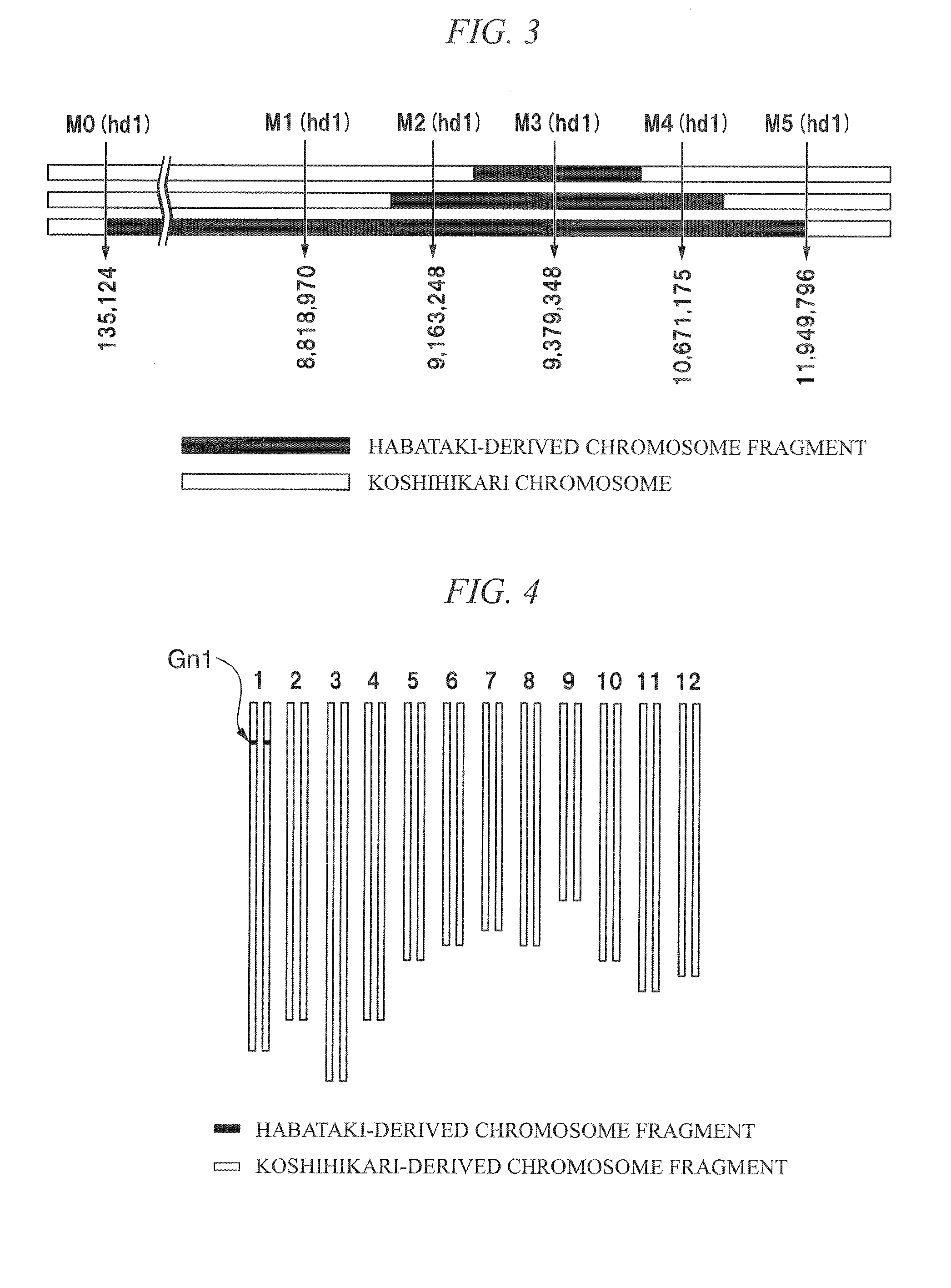 Method for producing rice f1 seed, rice f1 seed, and rice male sterile line