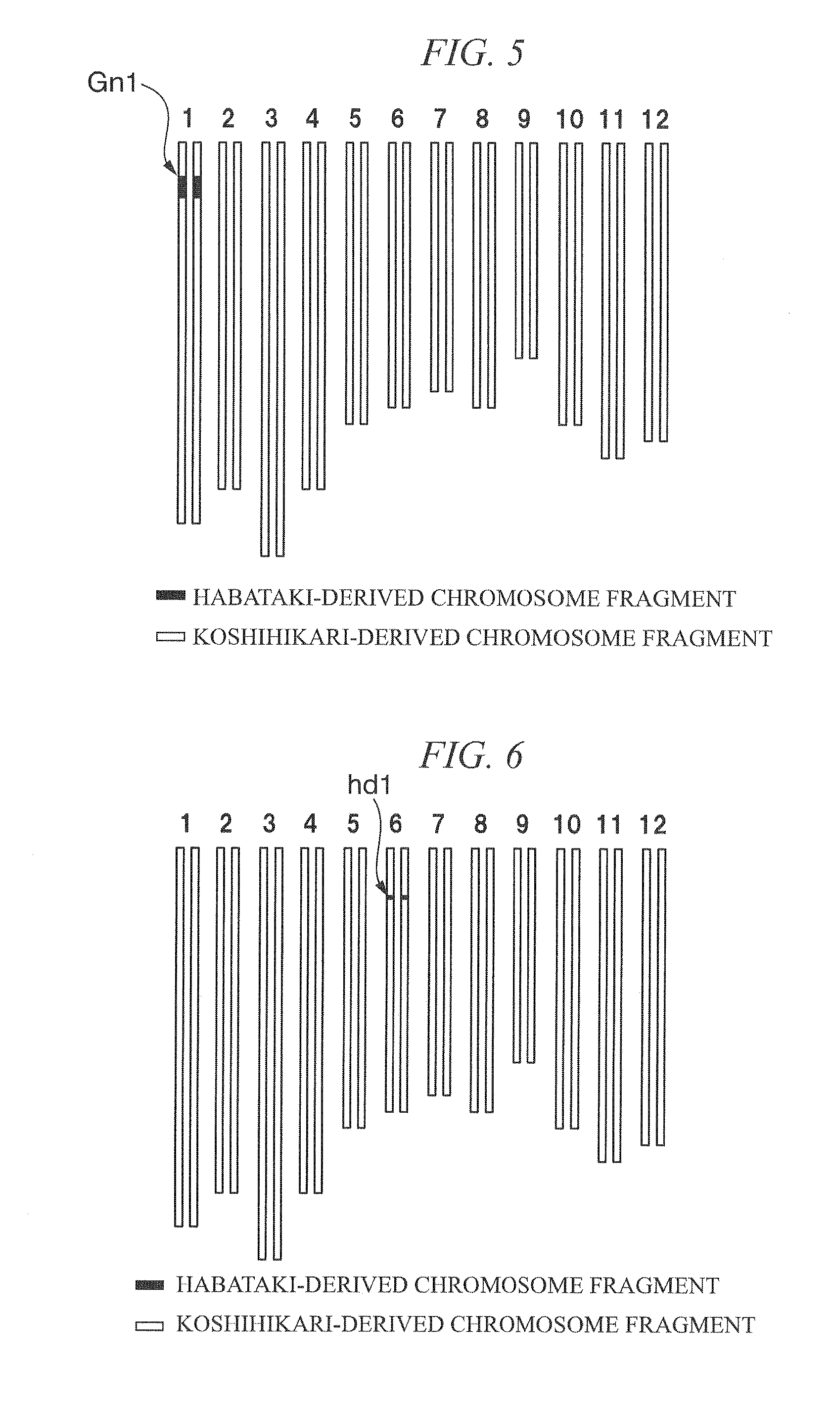 Method for producing rice f1 seed, rice f1 seed, and rice male sterile line