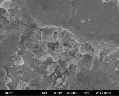 A kind of preparation method of porous carbon bioelectrode