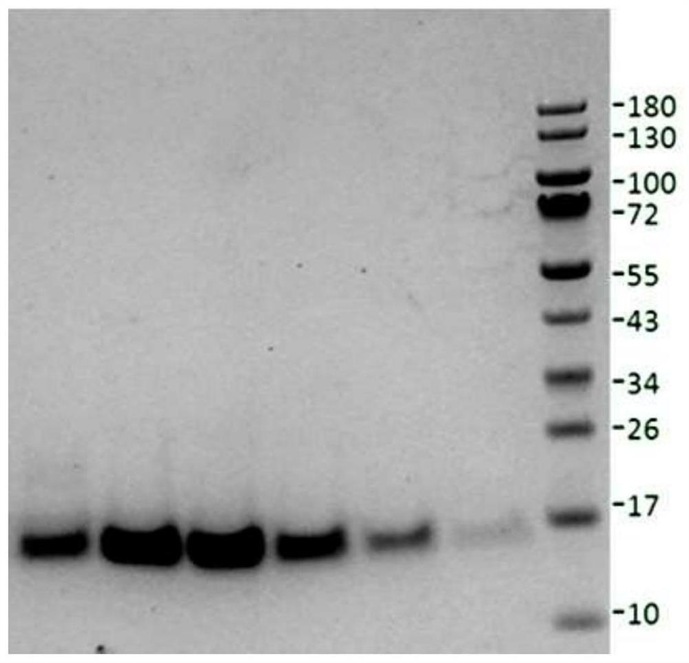 low pain NGF mutant