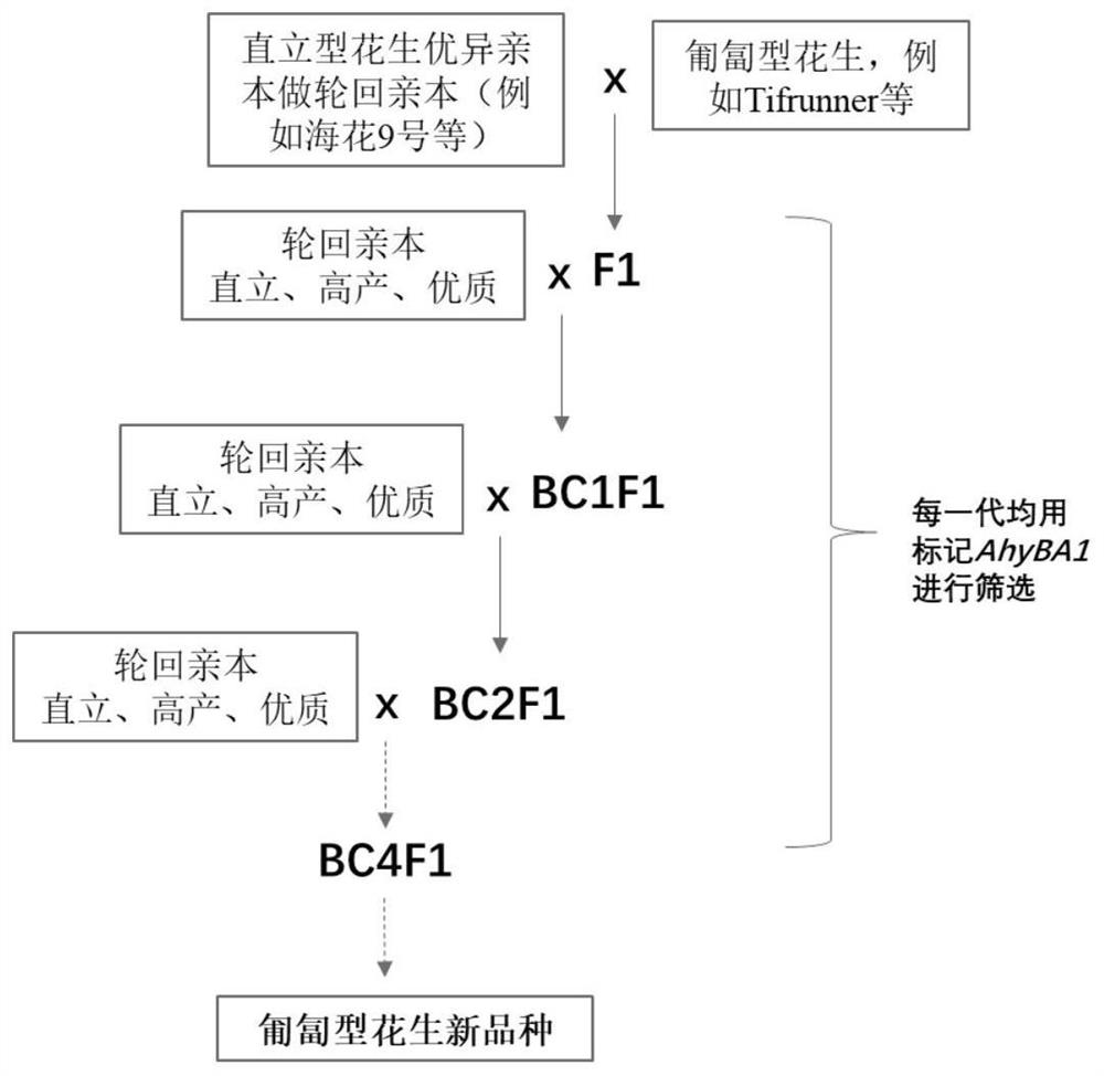 Molecular marker AhyBA1 closely linked with peanut branching angle and application of molecular marker AhyBA1