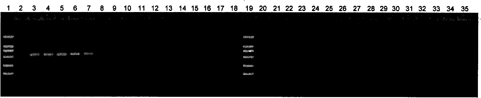 Molecule detection technique of cayenne pepper phytophthora capsici pectin lyase (Pcpel) 1 genes