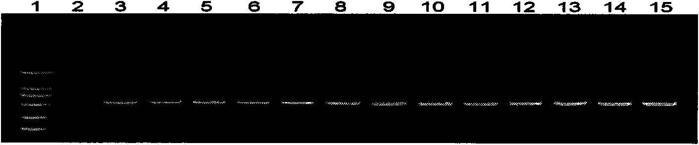 Molecule detection technique of cayenne pepper phytophthora capsici pectin lyase (Pcpel) 1 genes