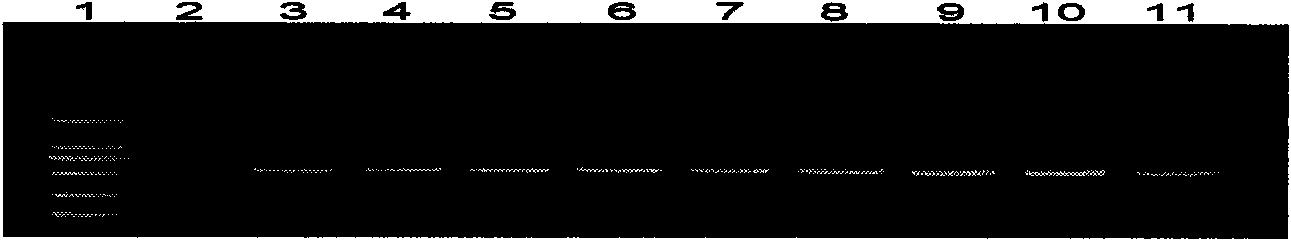 Molecule detection technique of cayenne pepper phytophthora capsici pectin lyase (Pcpel) 1 genes