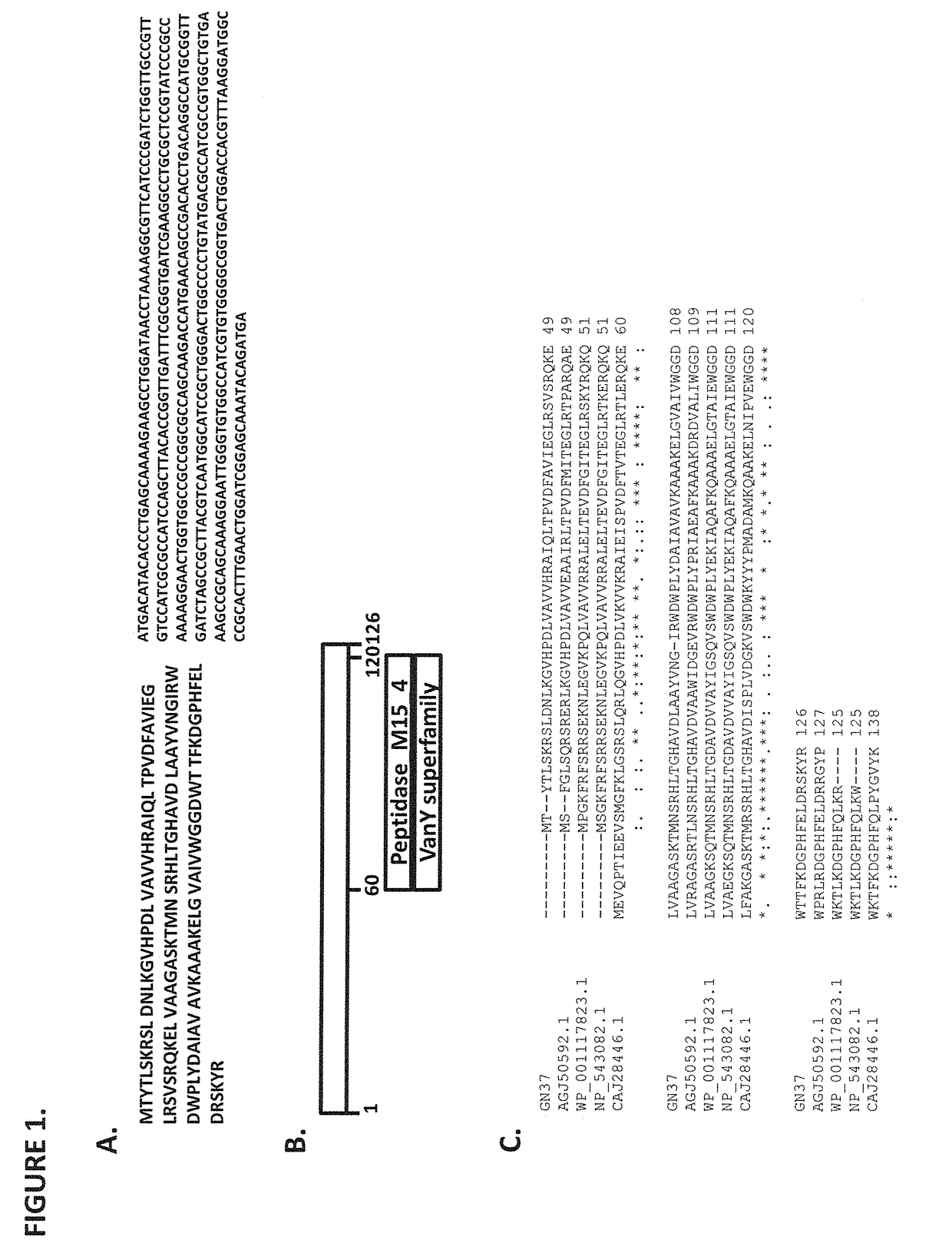 Lysin polypeptides active against gram-negative bacteria