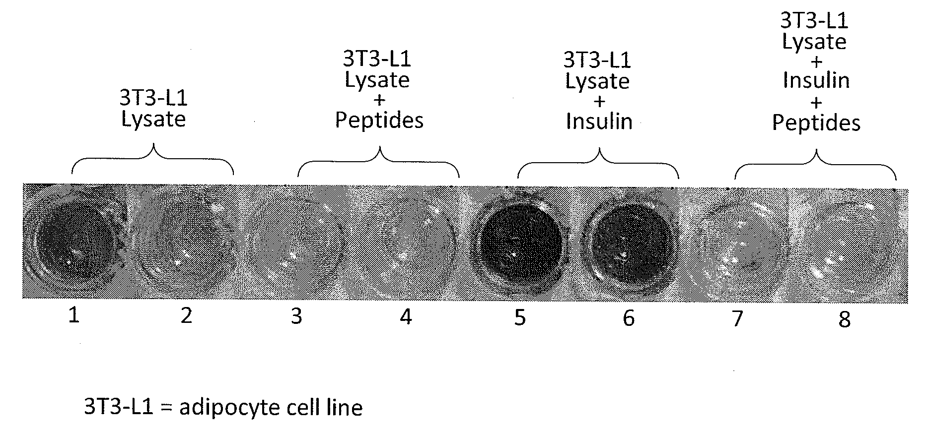 Compositions and methods for increasing serum antioxidant concentrations, decreasing serum triglyceride levels, inhibiting insulin-receptor signaling activity, increasing serum ghrelin levels, and decreasing serum tnf-alpha levels