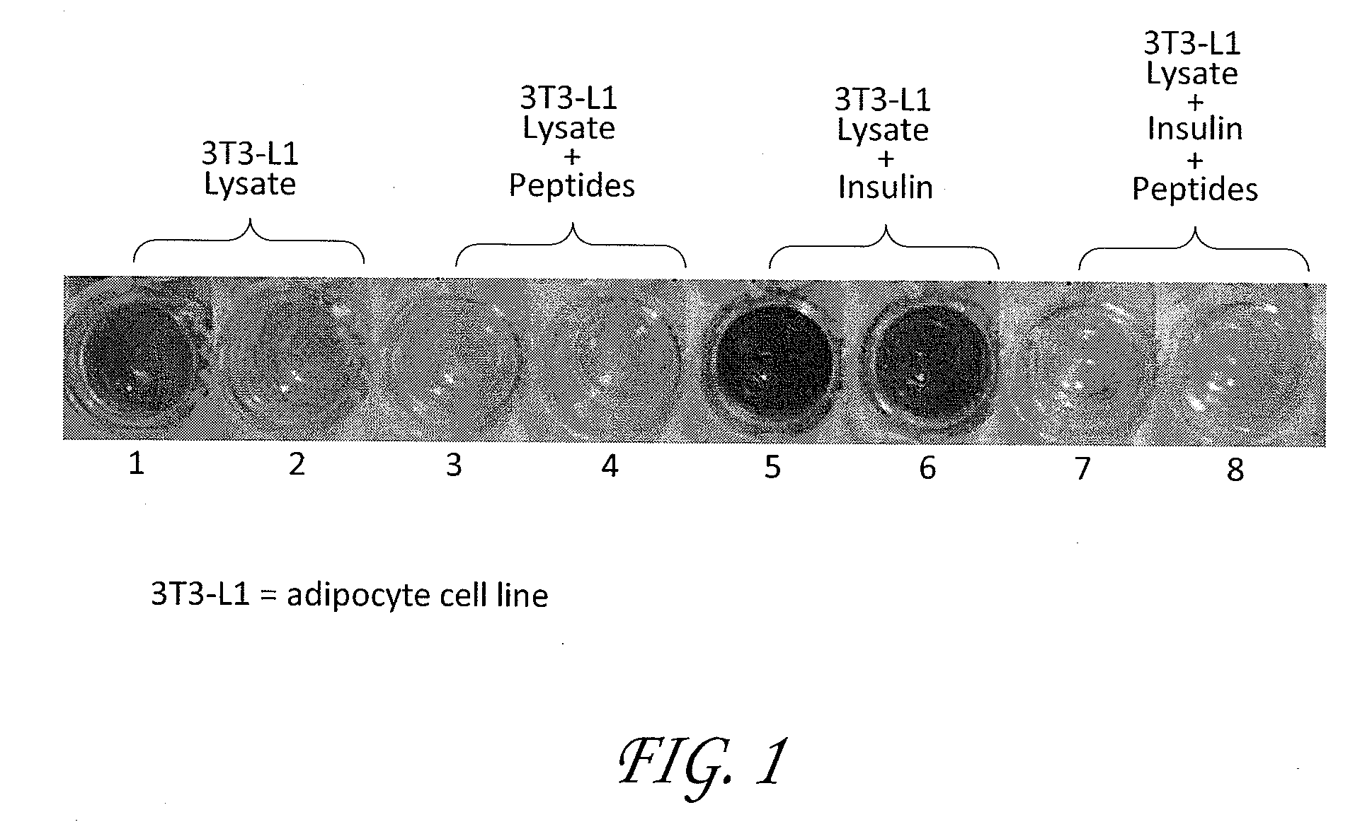 Compositions and methods for increasing serum antioxidant concentrations, decreasing serum triglyceride levels, inhibiting insulin-receptor signaling activity, increasing serum ghrelin levels, and decreasing serum tnf-alpha levels