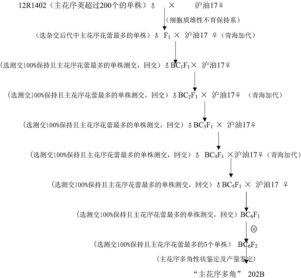 Breeding method for multi-pod main inflorescence brassica oleracea type hybrid rape combination