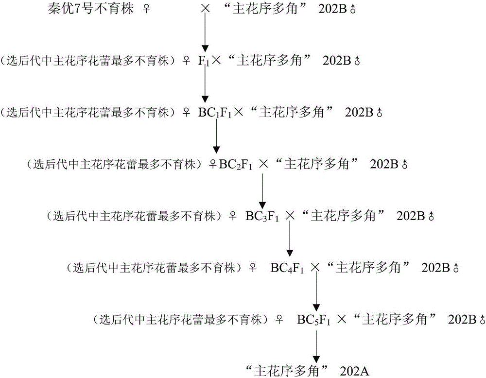 Breeding method for multi-pod main inflorescence brassica oleracea type hybrid rape combination