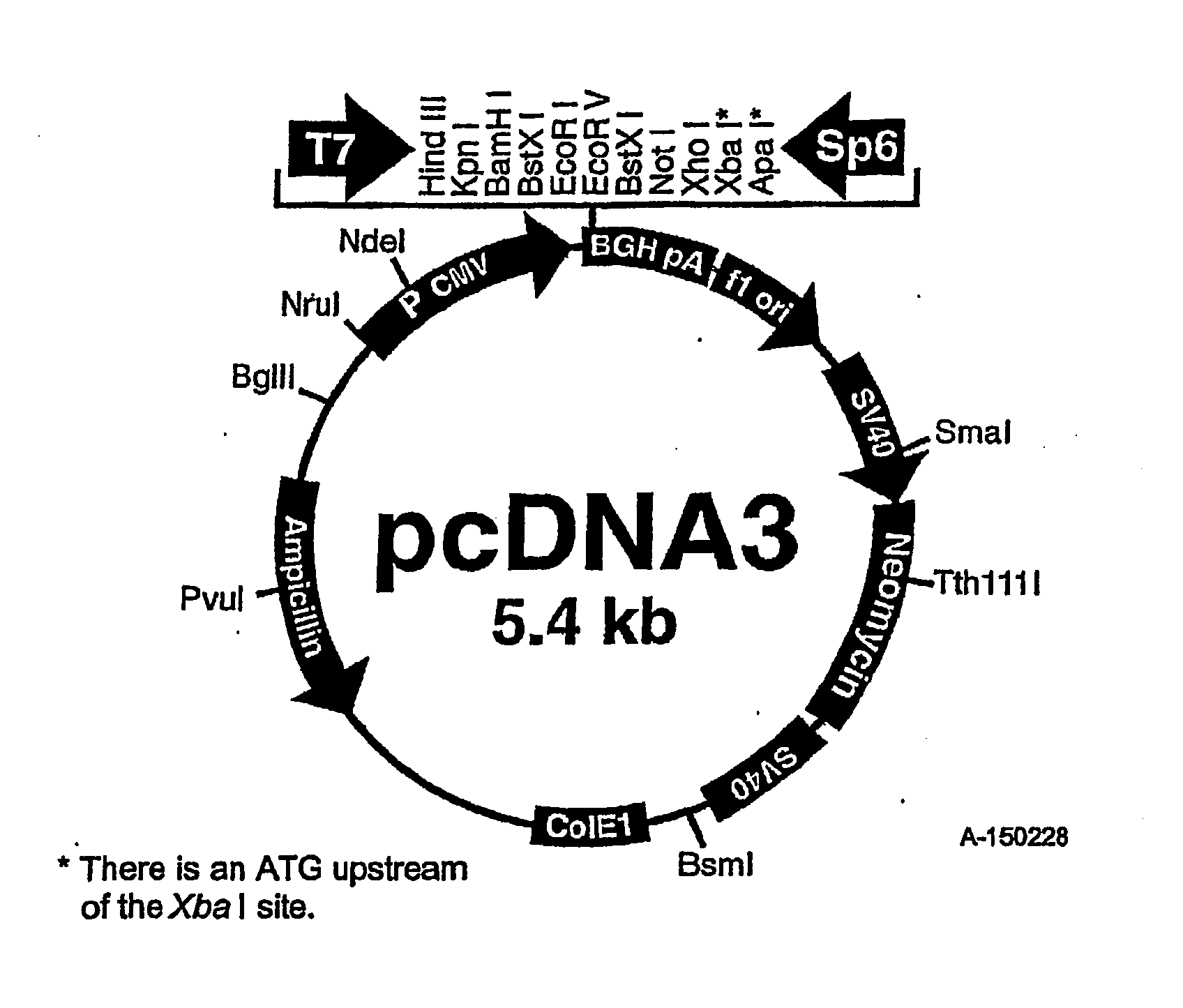 EphA2, EphA4 and LMW-PTP and methods of treatment of hyperproliferative cell disorders