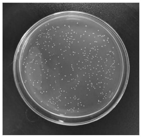 Malic acid-lactic acid fermentation strain for grape wine and application thereof