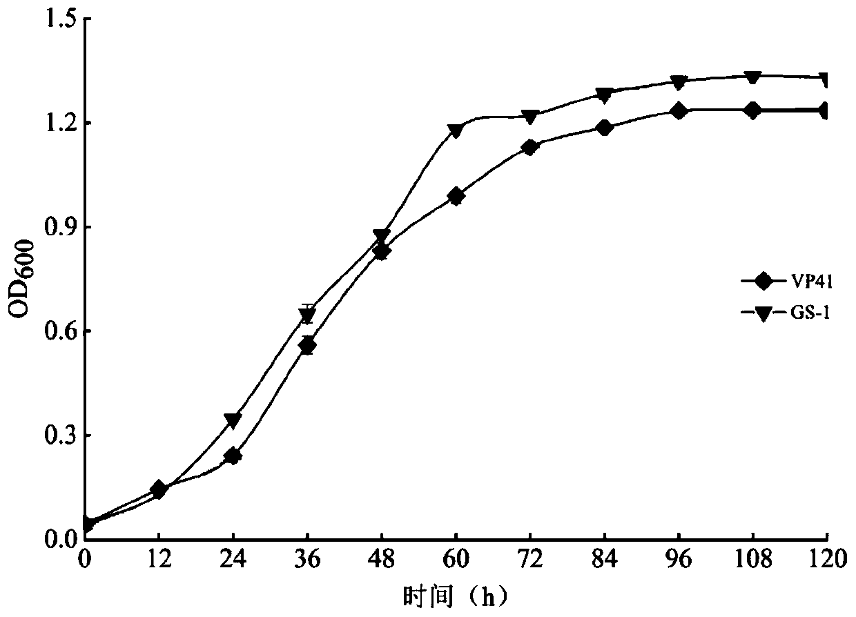 Malic acid-lactic acid fermentation strain for grape wine and application thereof