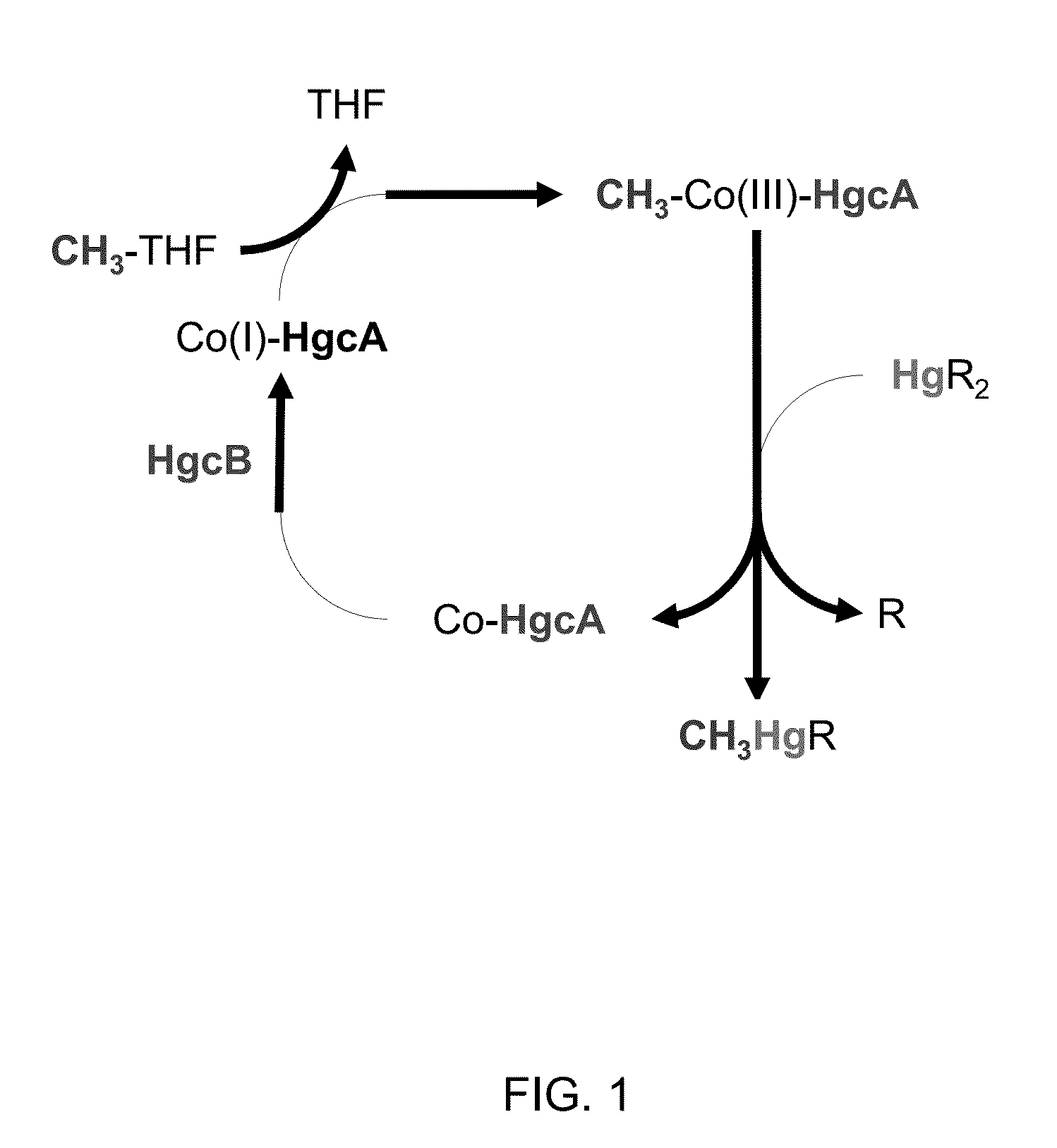 Mercury methylation genes in bacteria and archaea