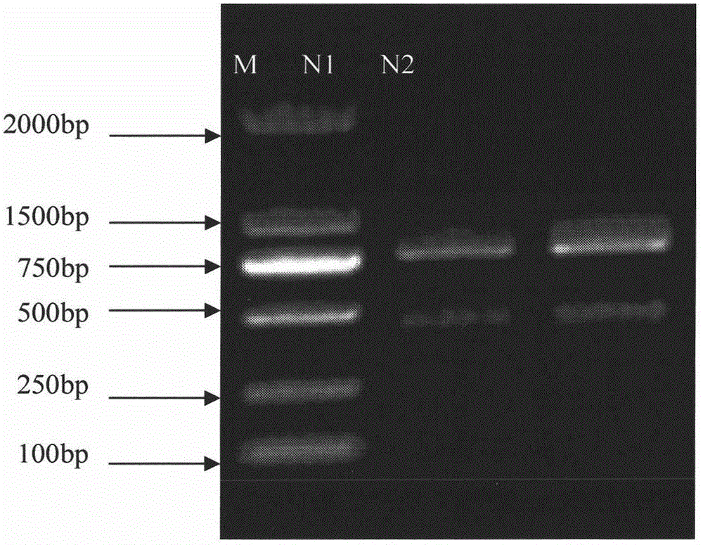 Narcissus tazetta var. chinensis chitinase, coding gene and application thereof