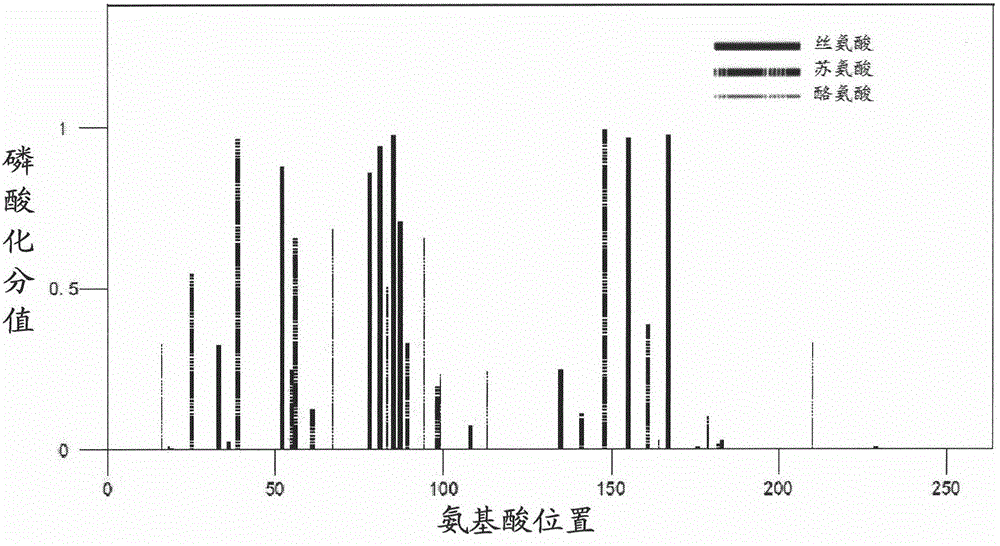 Narcissus tazetta var. chinensis chitinase, coding gene and application thereof