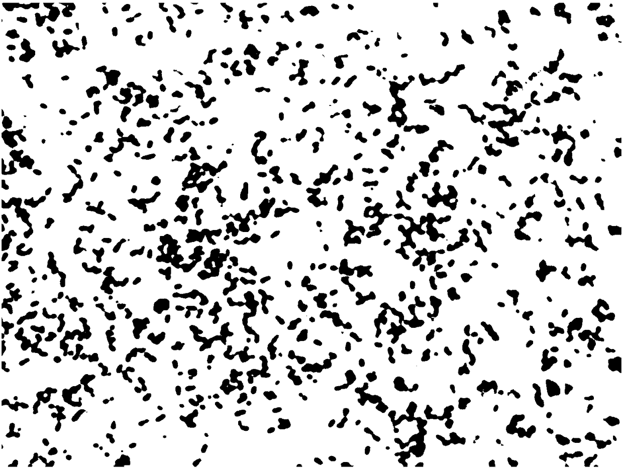 Bacillus pumilus, screening method thereof, preparation method of bacterial agent and application