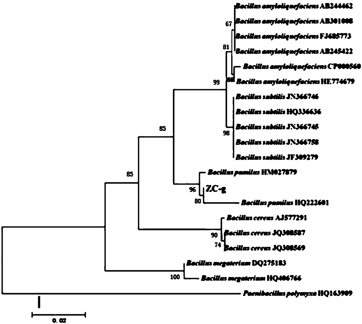 Bacillus pumilus, screening method thereof, preparation method of bacterial agent and application