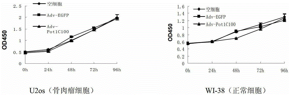 Telomeric protein polypeptide fragment with tumor cell killing activity and application thereof