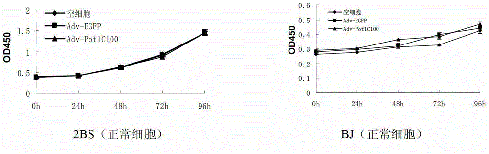 Telomeric protein polypeptide fragment with tumor cell killing activity and application thereof