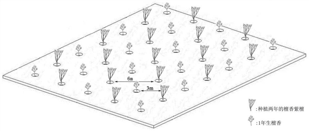 Planting method for promoting rapid growth of Santalum album through different-age mixed crossing