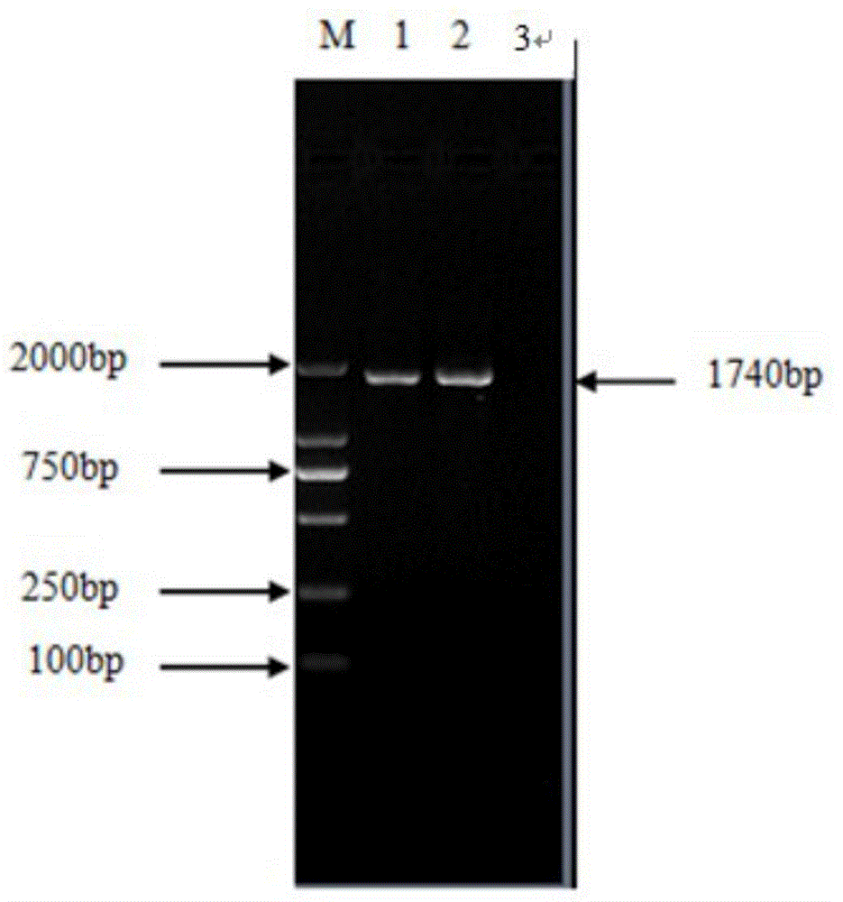 Porcine pseudorabies virus strain, inactivated vaccine prepared from porcine pseudorabies virus strain and application of porcine pseudorabies virus strain