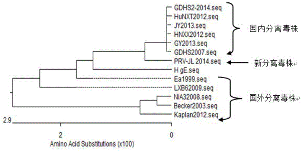 Porcine pseudorabies virus strain, inactivated vaccine prepared from porcine pseudorabies virus strain and application of porcine pseudorabies virus strain