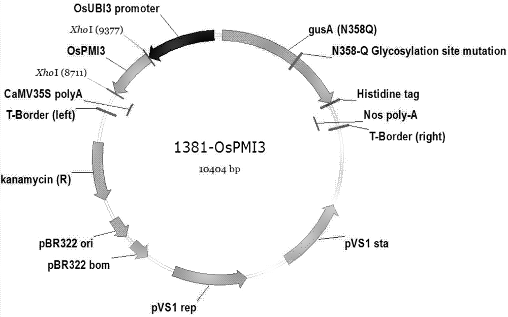 Phosphate mannose isomerase (PMI) gene OsPMI3 originating from oryza sativa and application thereof