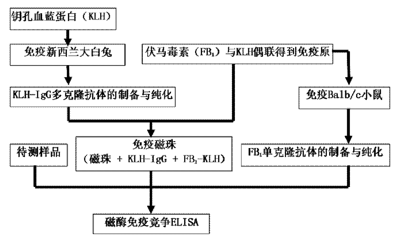 Method for detecting fumonisins based on immuno-magnetic bead combined enzyme-linked immunosorbent assay