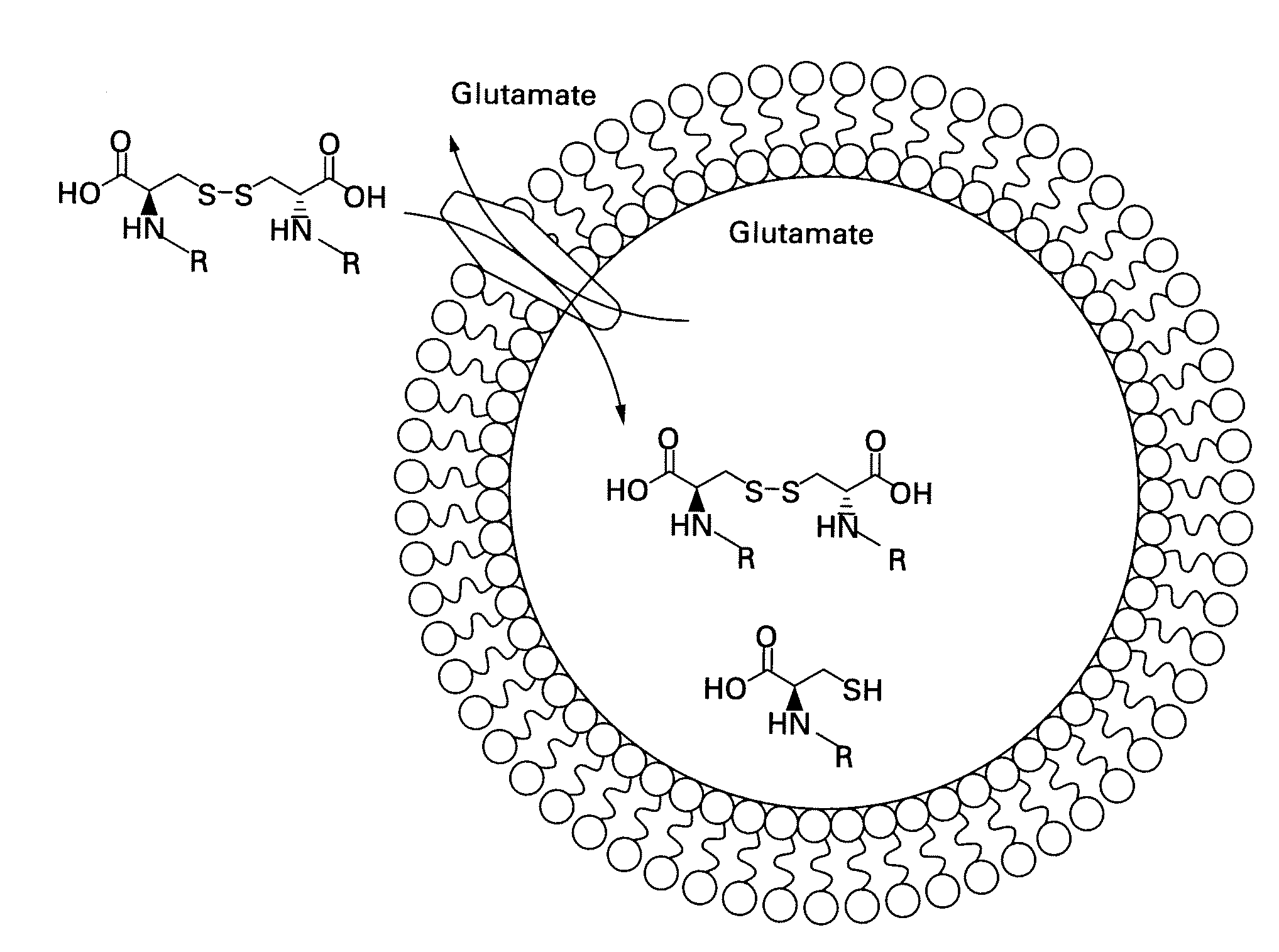 Labeled molecular imaging agents, methods of making and methods of use