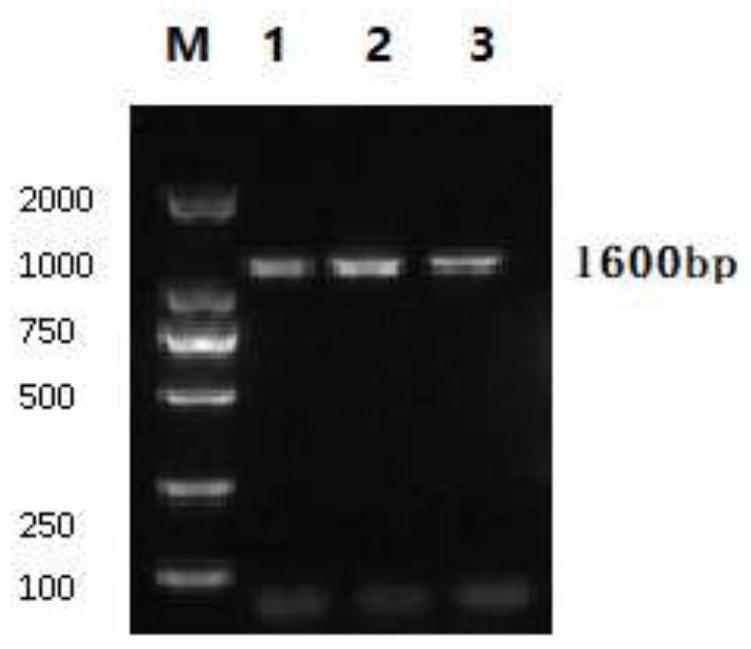 Quality control product for novel coronavirus detection kit and preparation method thereof