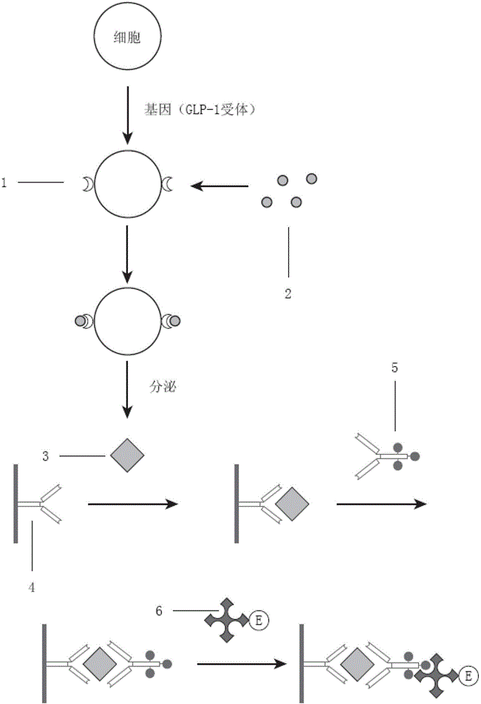 Reagent, method and kit for detection of biological activity of glucagon-like peptide-1 (GLP-1)