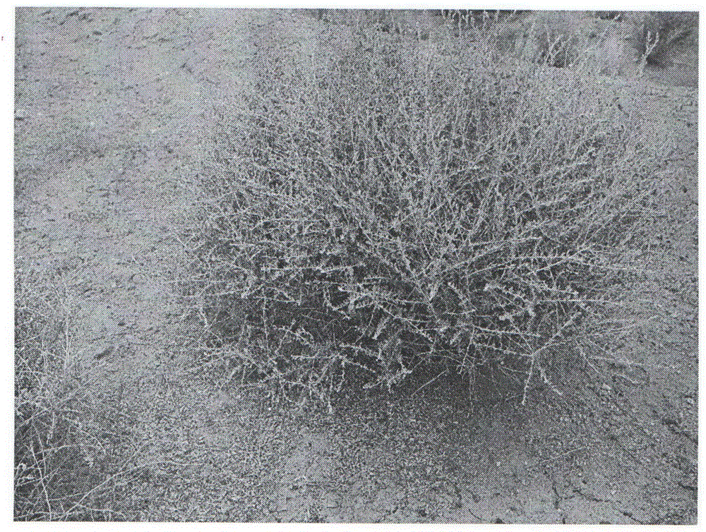 Method for constructing and planting ceratoideslatens (J.F.Gmel.) revealet holmgren in desert grassland of arid region