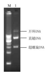 Human stem cell growth factor as well as production method and application of polyethylene glycol (PEG) modified human stem cell growth factor